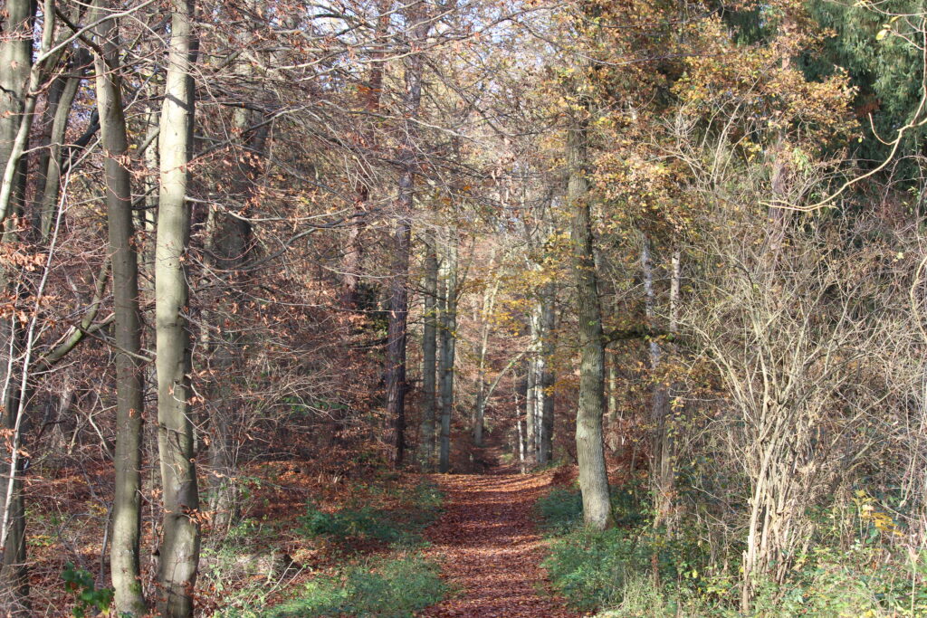 Laubweg durch herbstlichen Wald – zeigt die Technik der führenden Linien in der Bildgestaltung