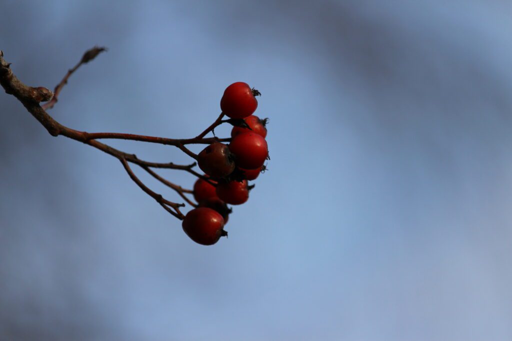 Rote Beeren vor verschwommenem blauen Himmel – Beispiel für klare Blickführung durch Hintergrundwahl
