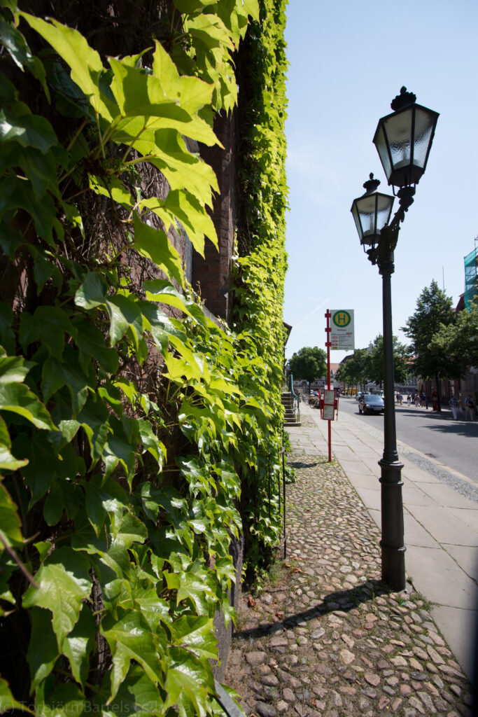 Efeubewachsene Wand mit Straßenlaternen – zeigt Tiefe durch Vordergrundgestaltung und Linienführung
