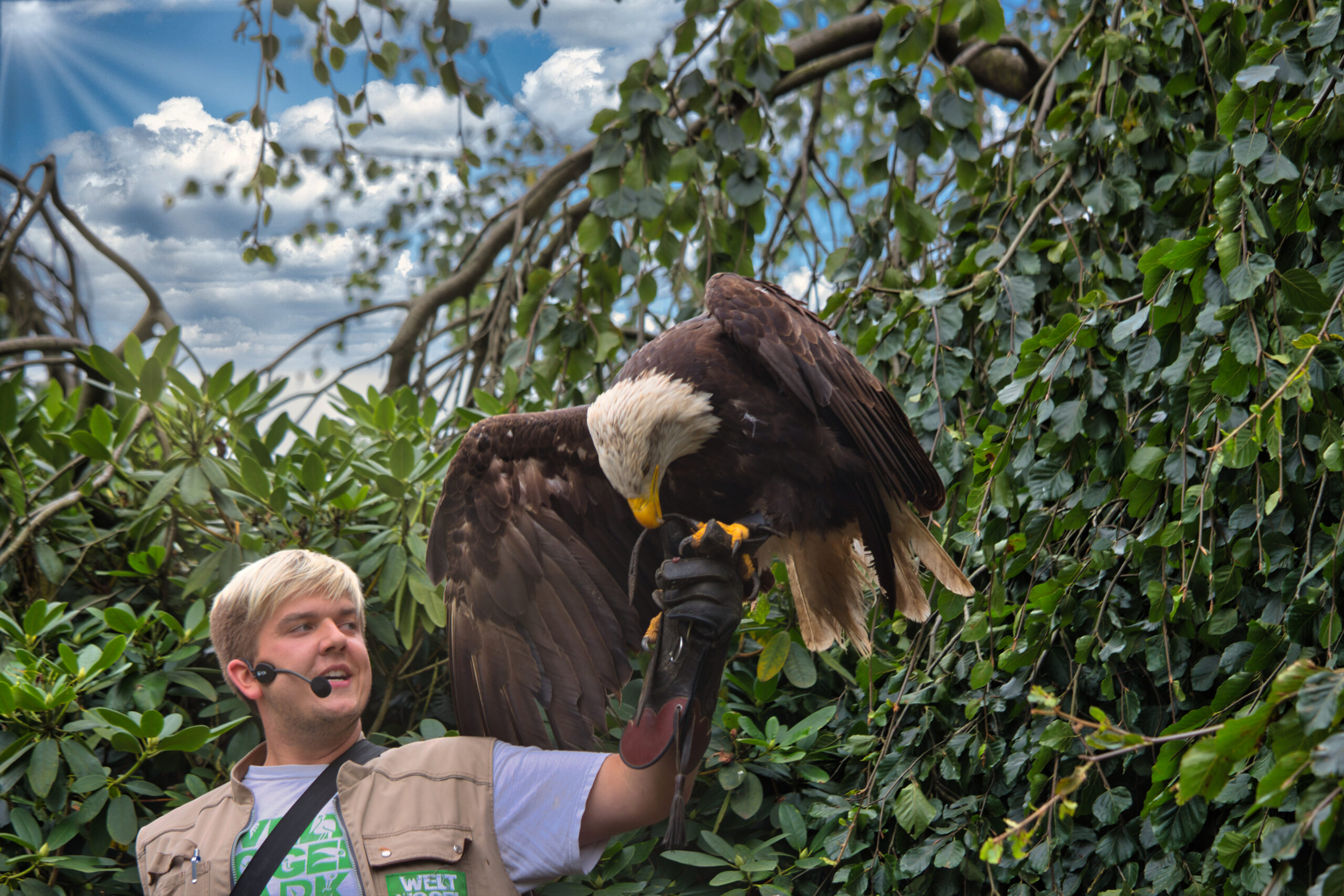 Falkner mit Weißkopfseeadler auf dem Handschuh vor dramatischem Himmel mit Wolken, Sonnenstrahlen und kräftigeren Farben