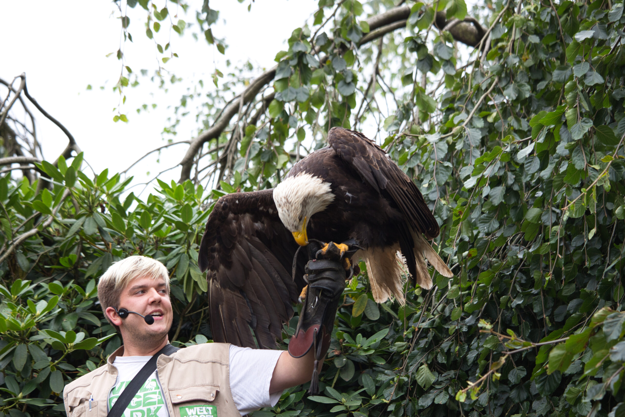 Falkner mit Headset hält einen Weißkopfseeadler auf einem ledernen Handschuh; dichter grüner Blätter-Hintergrund