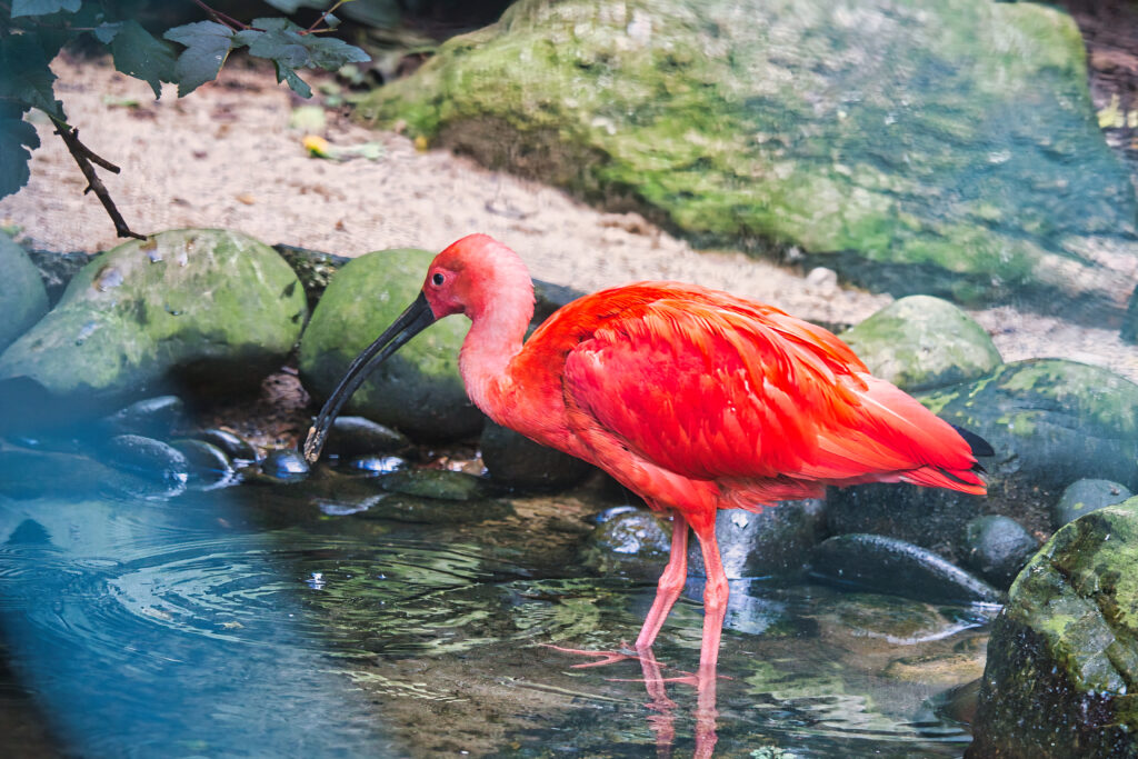 Leuchtend roter Scharlachsichler (Scarlet Ibis) spiegelt sich im Wasser eines Zoobeckens