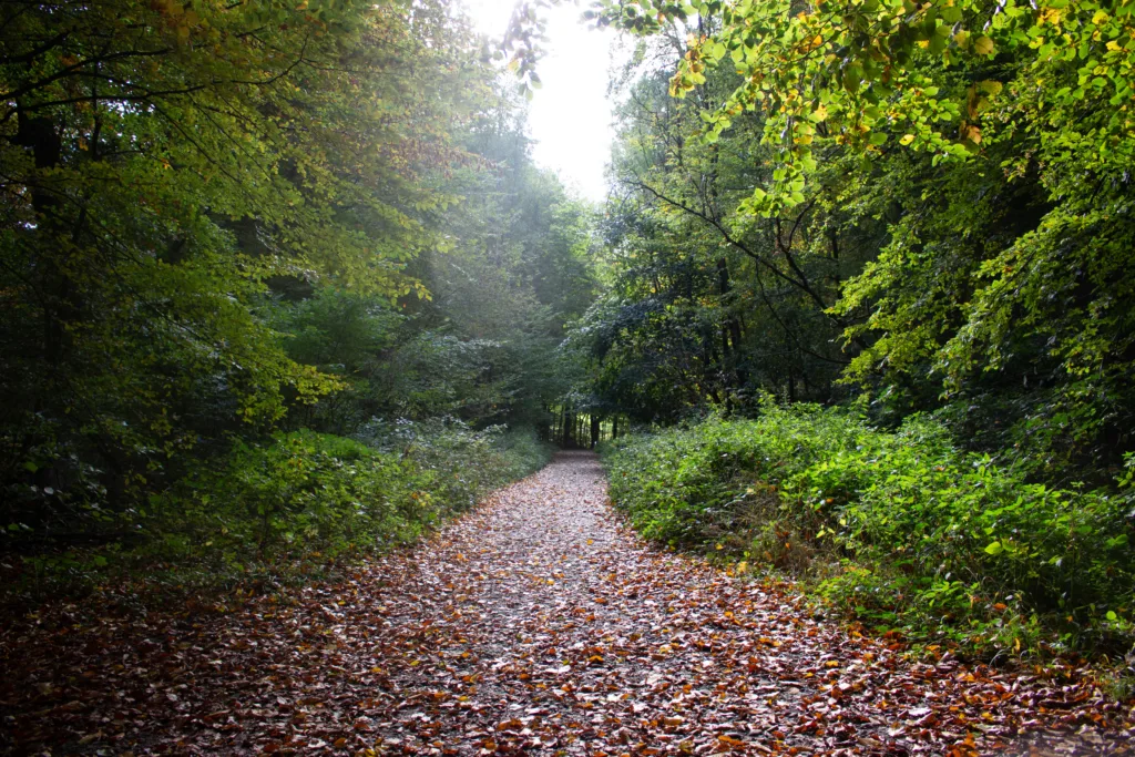 Belichtungsdreieck einfach erklärt: Waldweg
