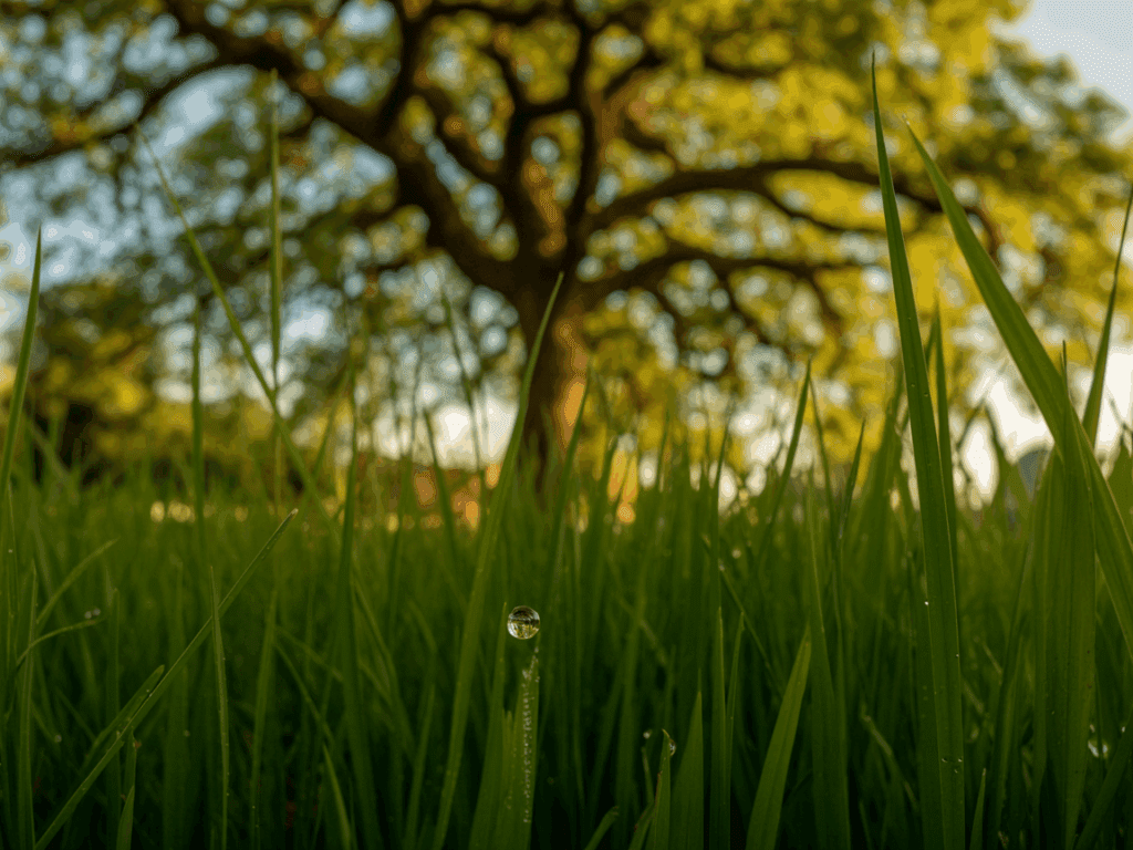 Blick aus Froschperspektive durch hohe Gräser auf einen Baum im Park – kreative Übung für Anfänger-Fotografen
