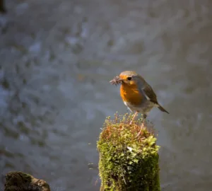 Rotkehlchen auf moosbewachsenem Pfahl – Symbol für bewusste Bildgestaltung in der Naturfotografie
