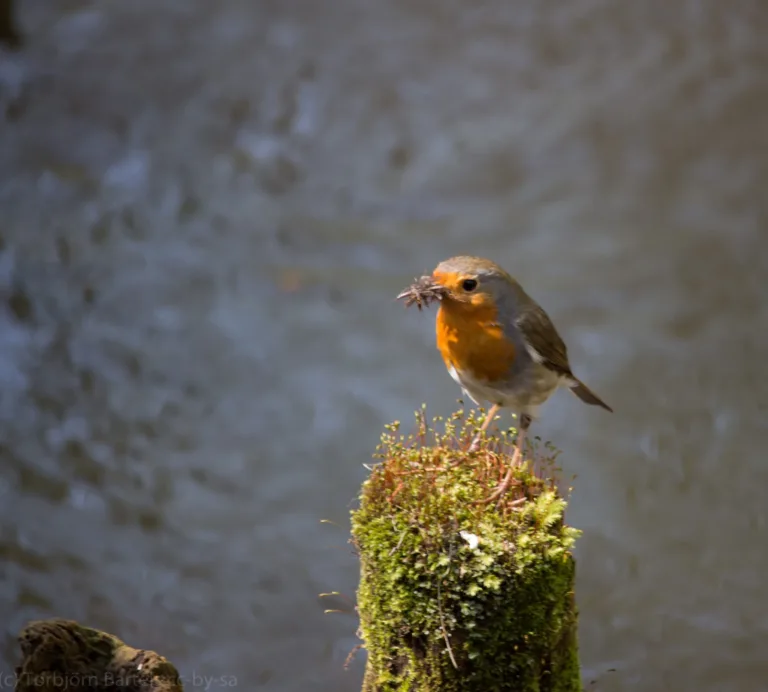 Rotkehlchen auf moosbewachsenem Pfahl – Symbol für bewusste Bildgestaltung in der Naturfotografie