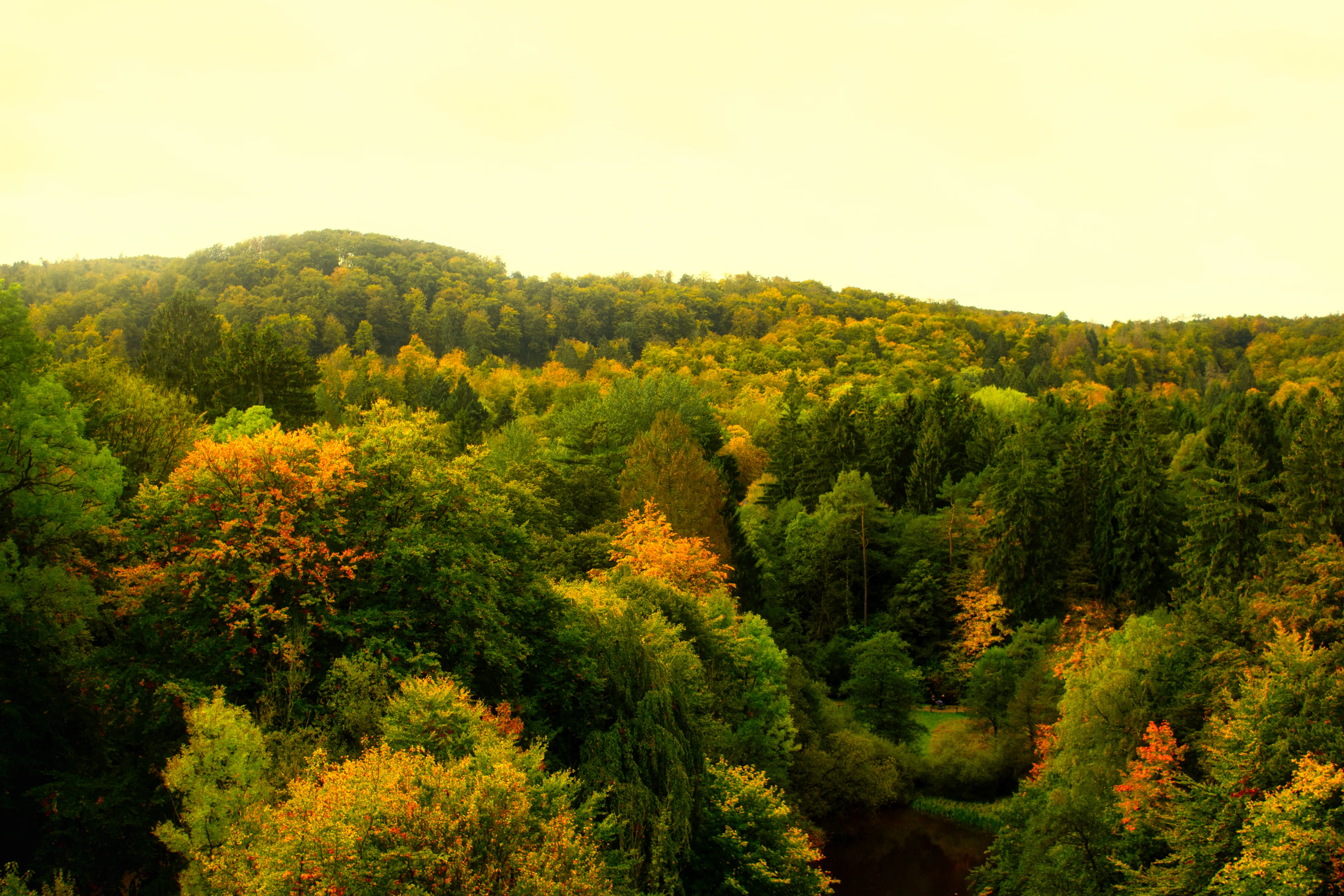 Preset Amber Woods – Wald in warmen Goldtönen