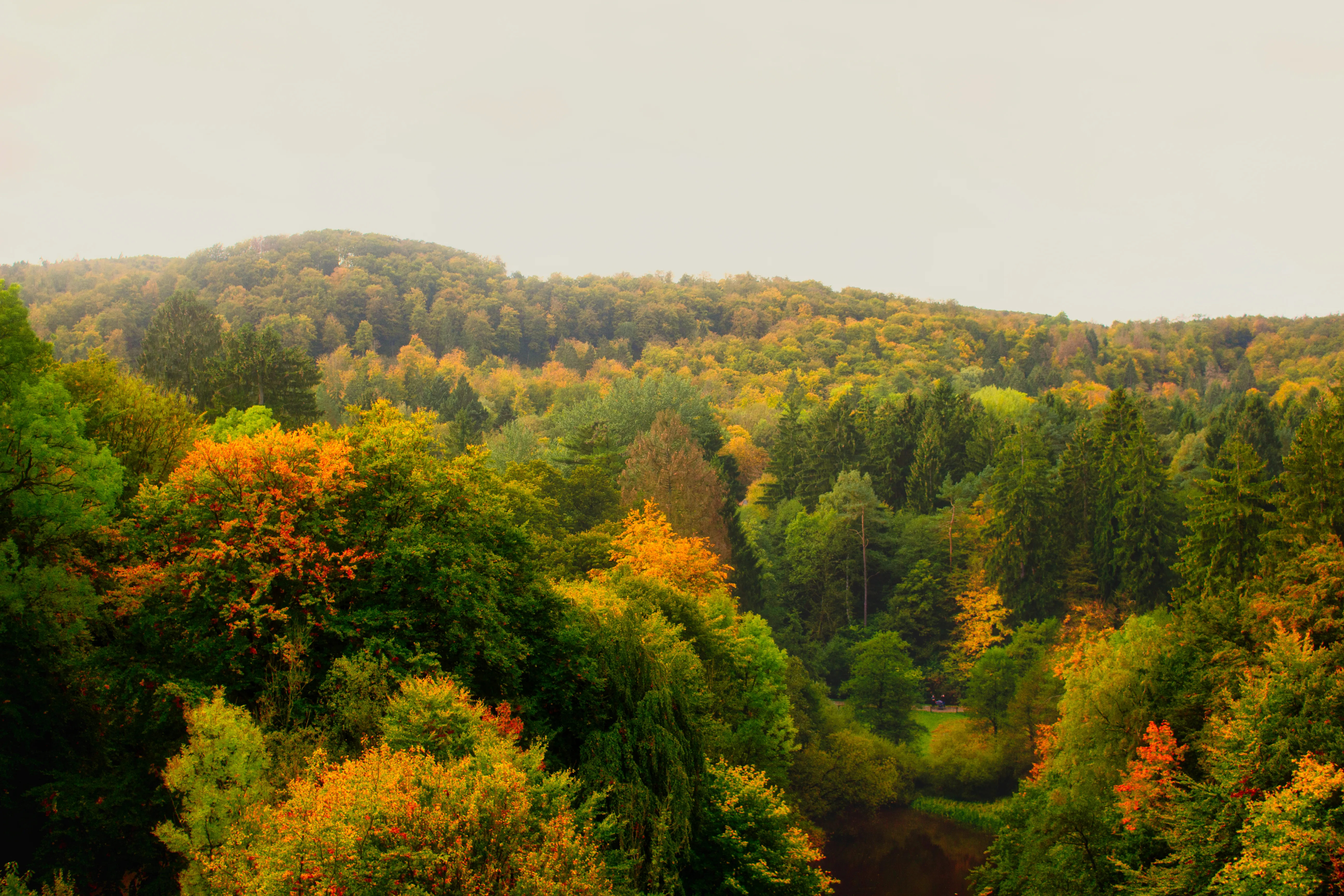 Preset Misty Morning Forest – nebliger Wald mit klaren Tonwerten
