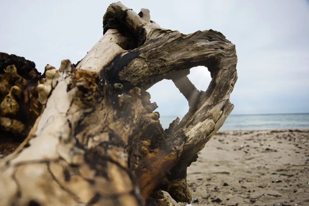 Treibholz am Strand der Ostsee
