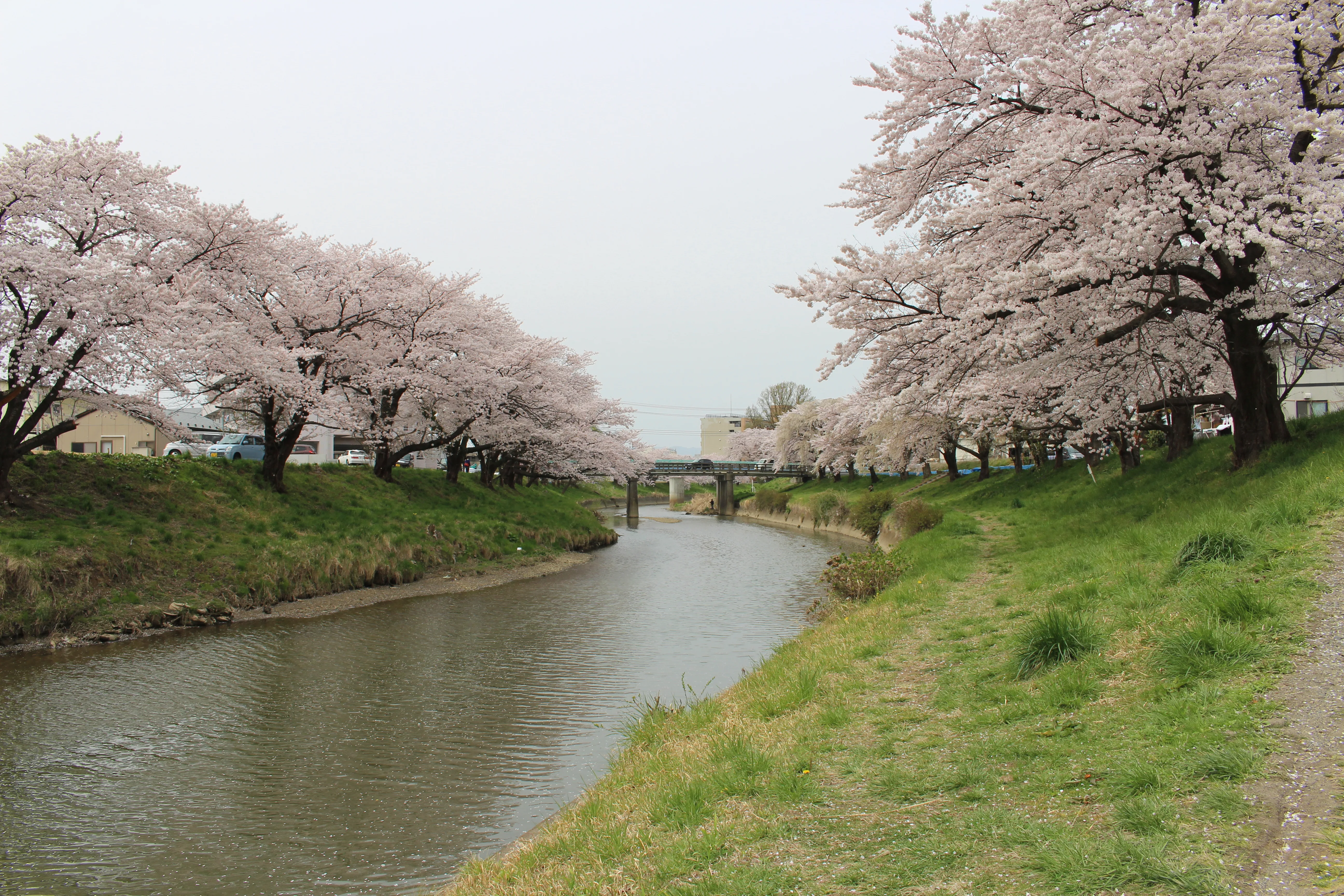 Ausgangsbild der Lichtbeute-Mitmachrunde vom 18. September 2026: Kirschblüte in Japan vor der Bearbeitung