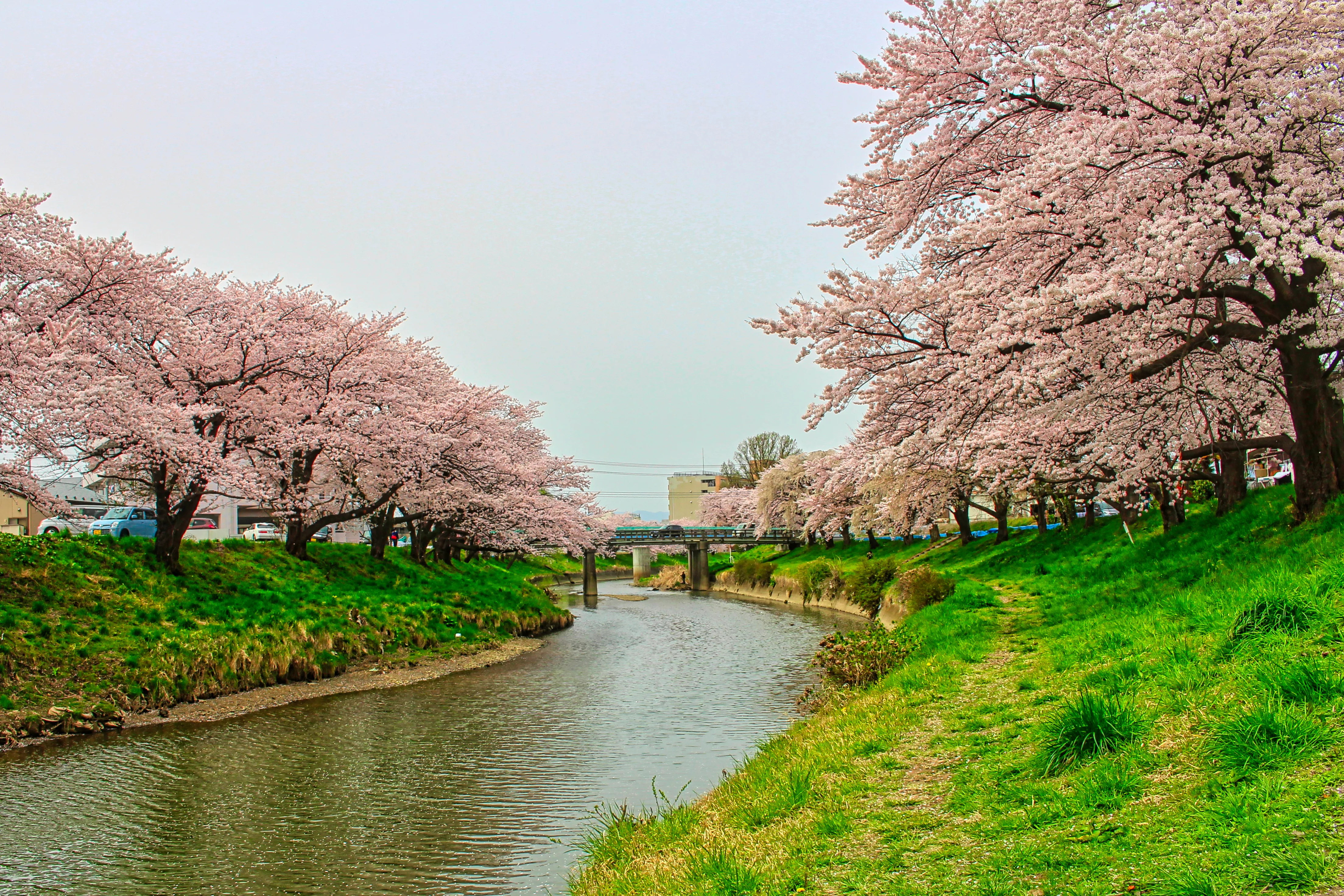 Torbjörns Bearbeitung der Kirschblüte in Japan mit kräftigerem Rosa, frischerem Grün und mehr Leuchten