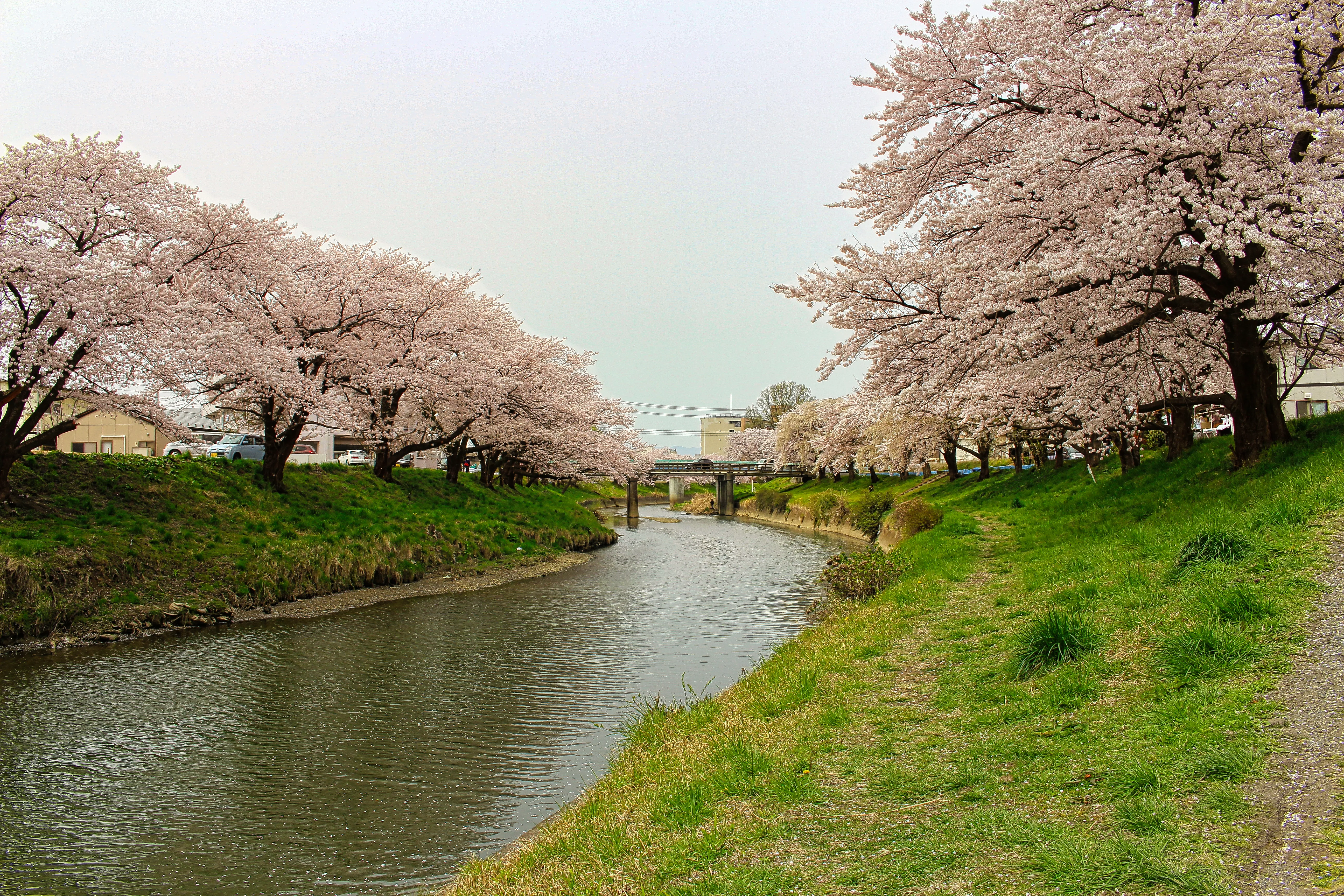 rhos Bearbeitung der Kirschblüte in Japan mit Grundbearbeitung und wärmerer Abendstimmung