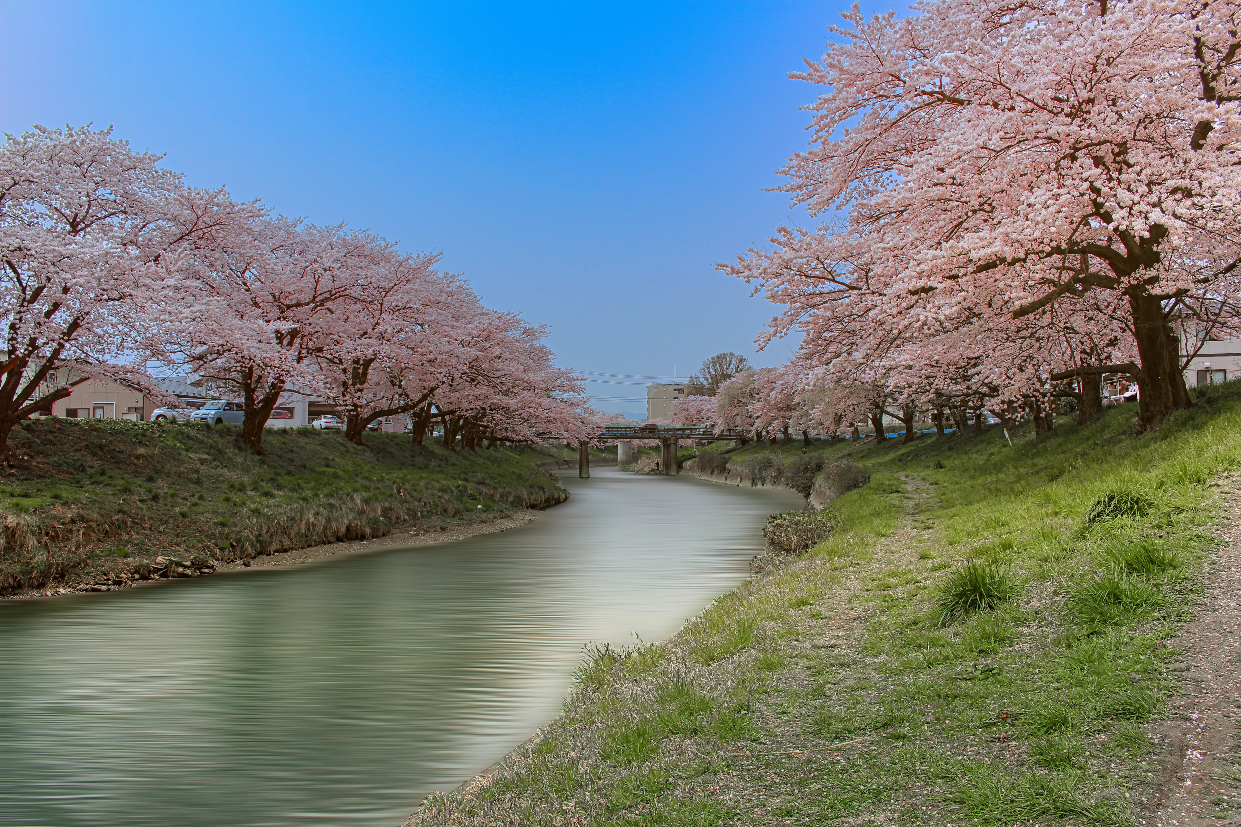 Jims erste Bearbeitung der Kirschblüte in Japan mit gefärbtem Himmel, Blüten und weichgezeichnetem Wasser