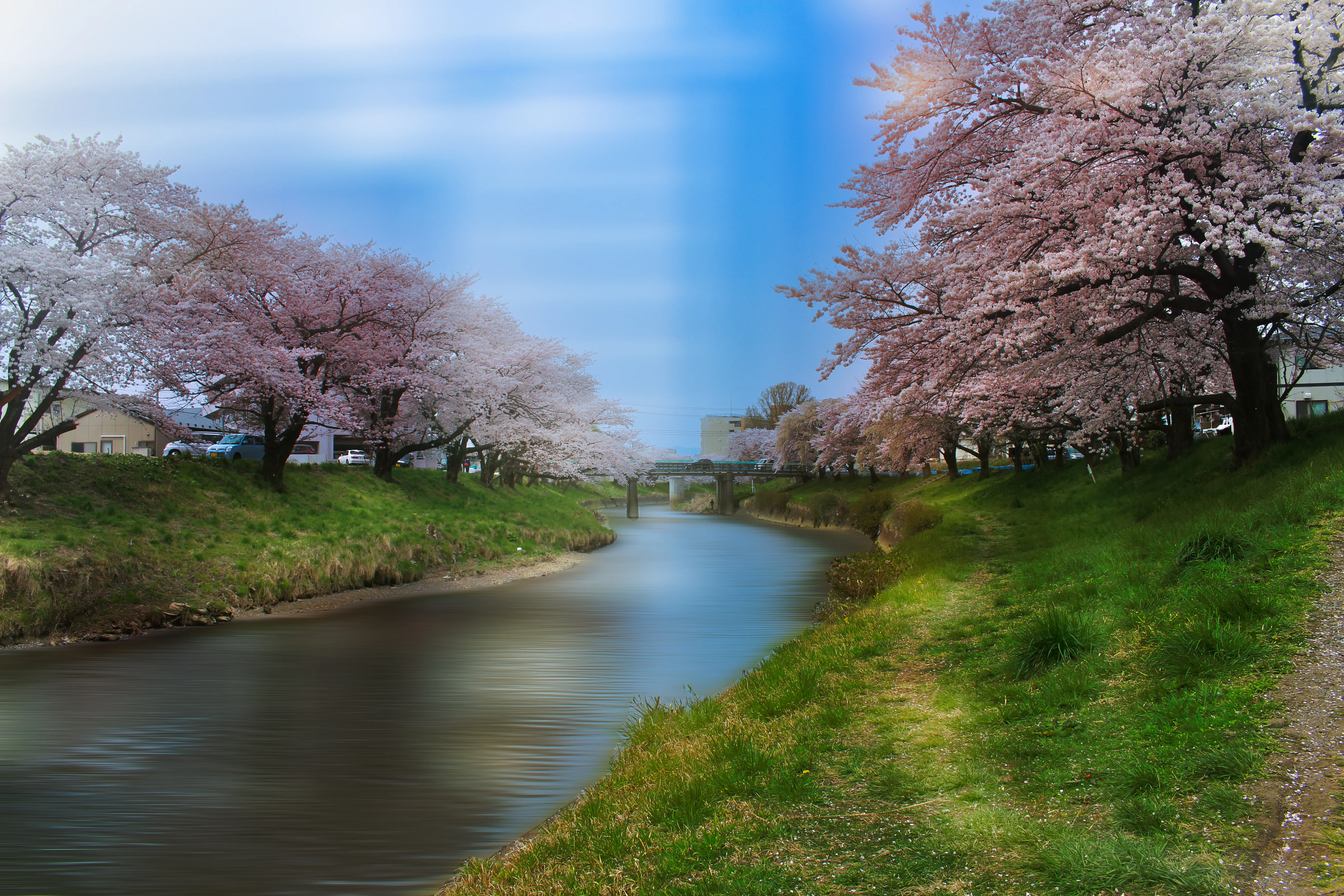 Jims zweite Bearbeitung der Kirschblüte in Japan mit zusätzlicher Überlagerung