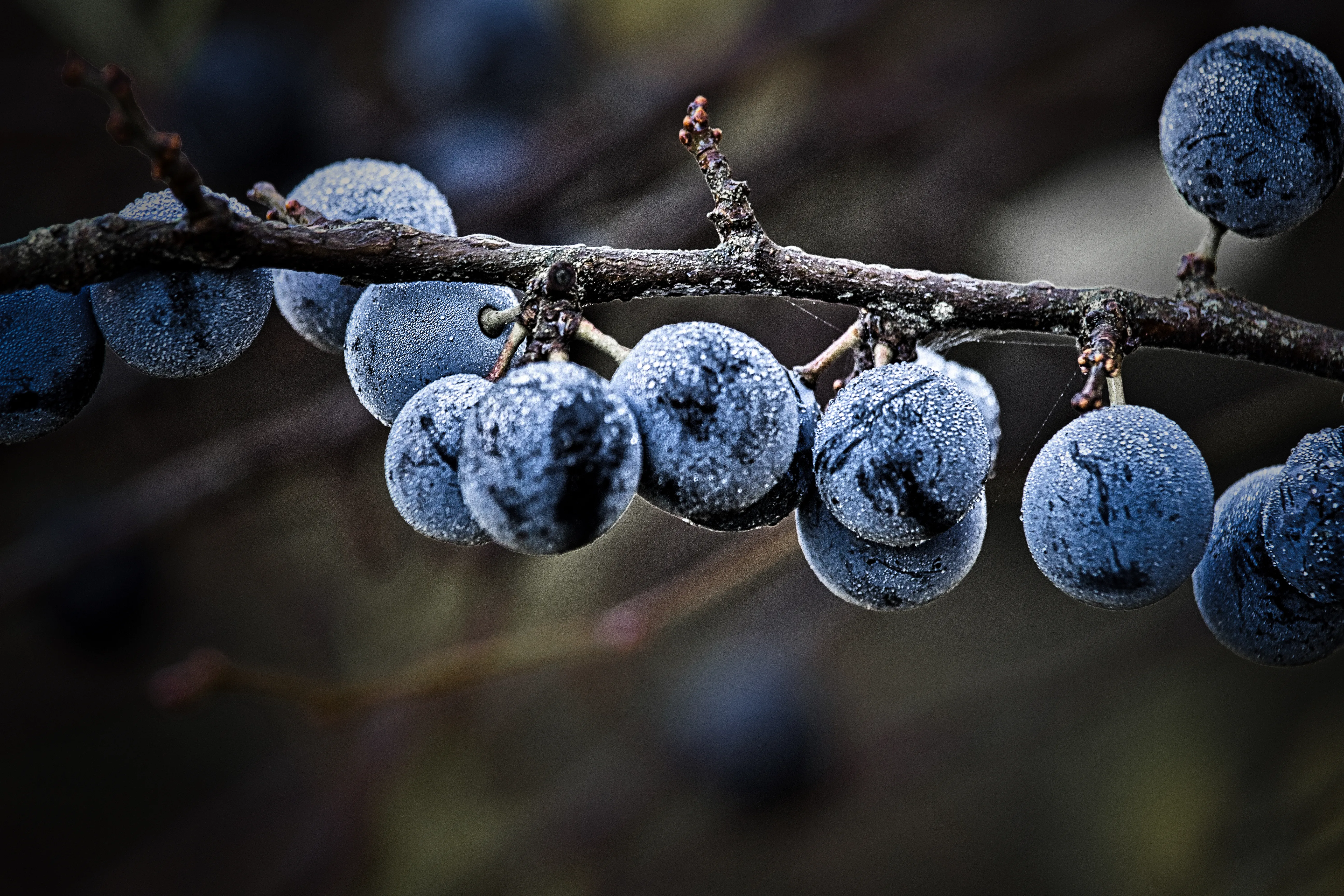 Jims zweite Bearbeitung der Lichtbeute-Mitmachrunde Frostige Beeren mit stärker gefrorenem Tau