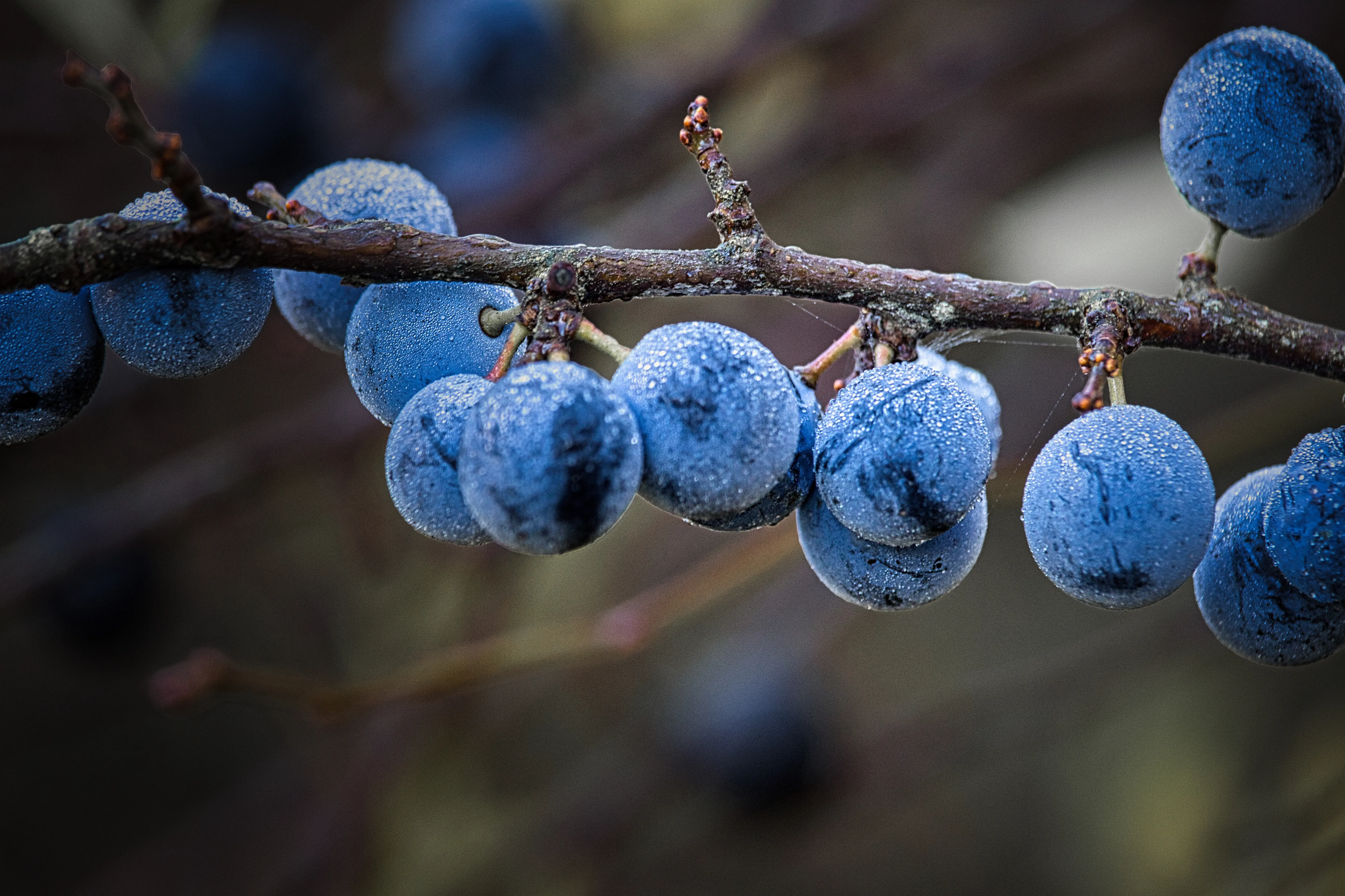 Jims erste Bearbeitung der Lichtbeute-Mitmachrunde Frostige Beeren