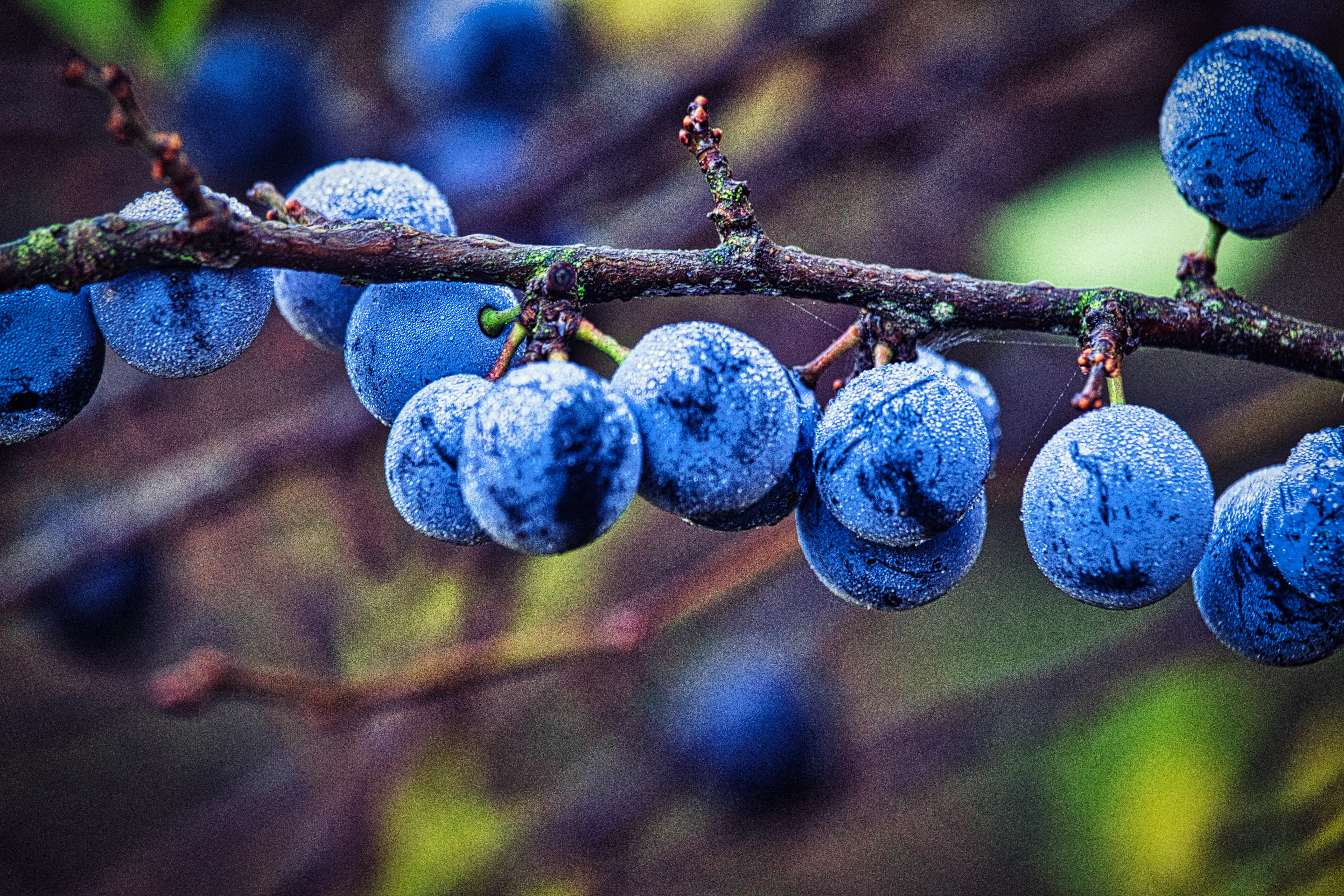 Bearbeitung der frostigen Beeren von Nonbeitz Studios
