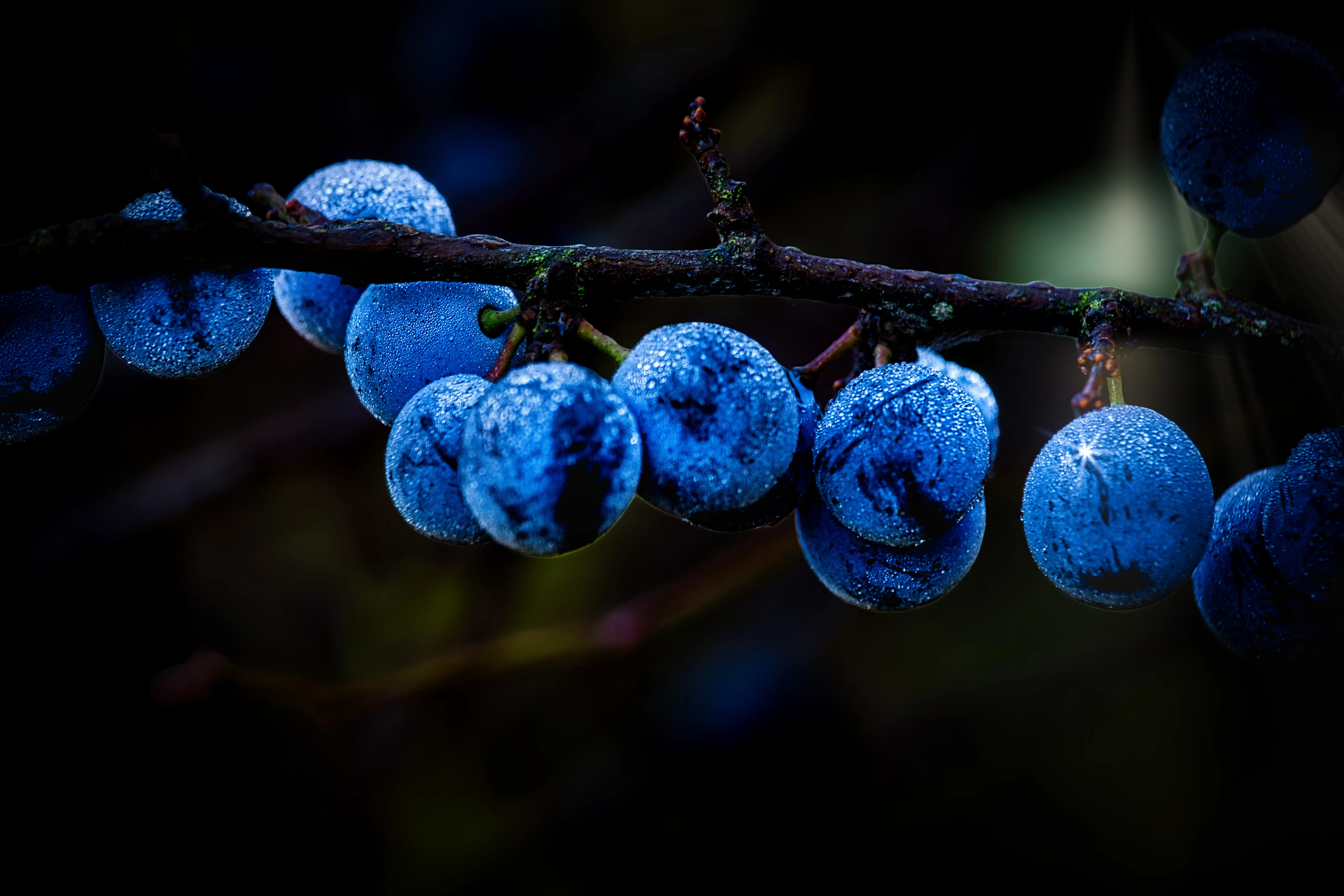 Bearbeitung der frostigen Beeren von @Quoyle23 mit Lichtstimmung