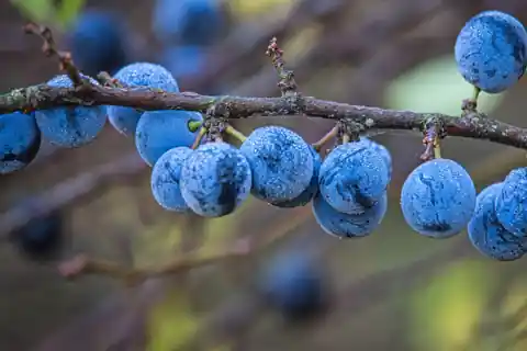 Torbjörns Bearbeitung der frostigen Beeren mit kräftigerem Blau, mehr Details und betontem Reif